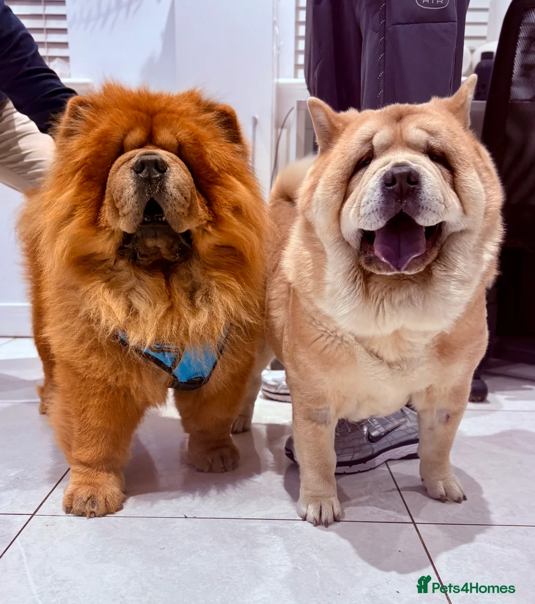 Chow Chow dogs for sale: 2 beautiful chow chows available. - Advert 2