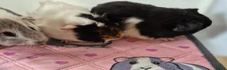 Guinea Pig rodents for sale: Beautiful Baby Sows - Advert 4
