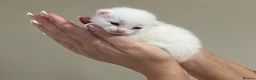 Mixed Breed cats for sale:     Beautiful Litter of 5 – 4 Kittens Available 🐾 - Advert 5