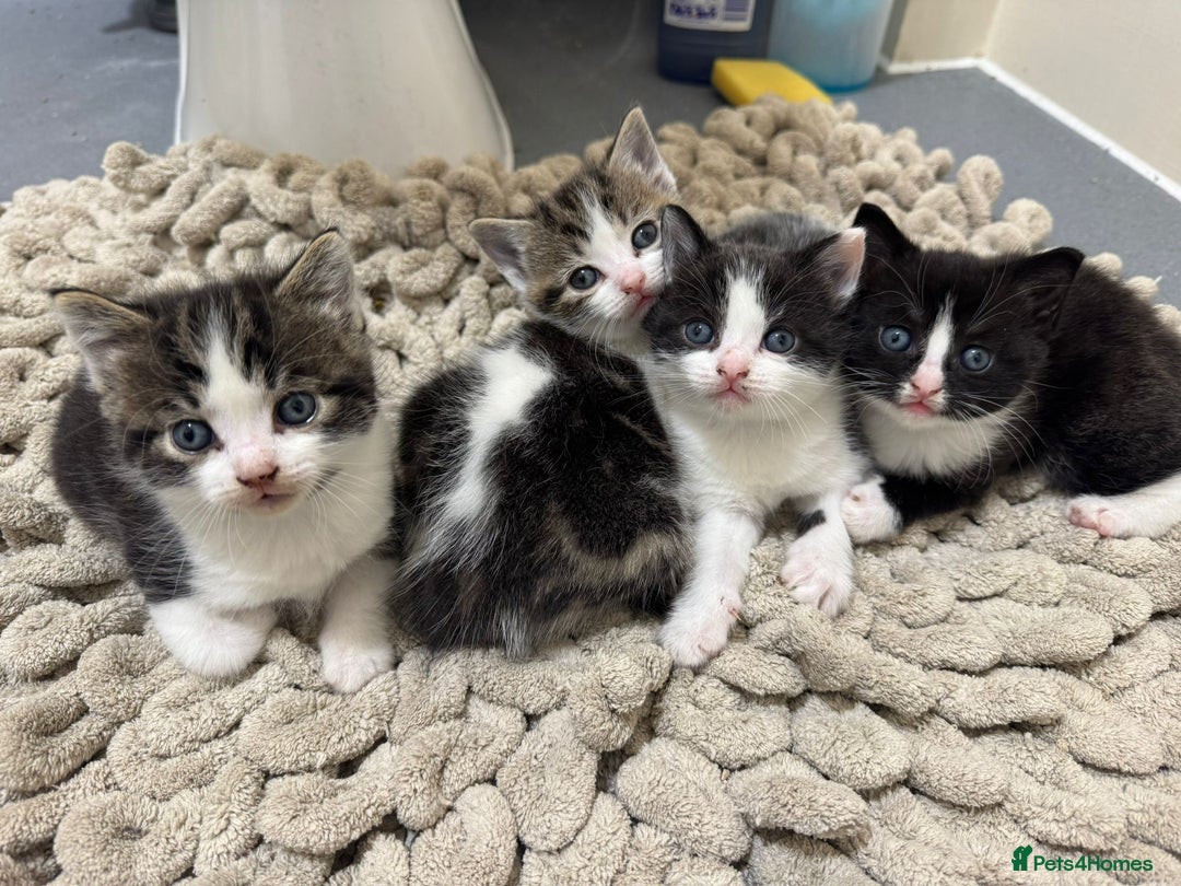 Mixed Breed cats for sale: Russian Blue x Tabby - Advert 31