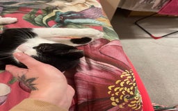 Mixed Breed cats for sale: Male kitten - Advert 6