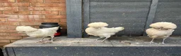 Chickens poultry for sale: Polish Pullets 16 weeks  - Advert 10