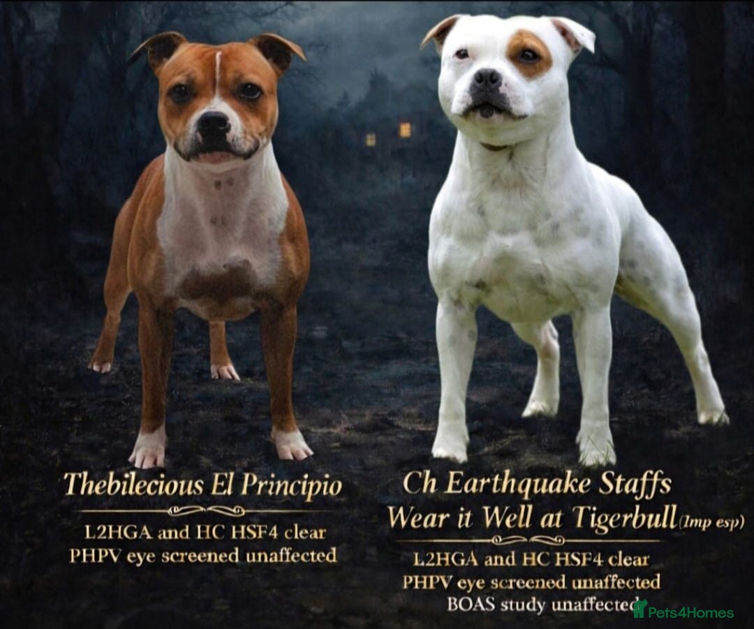 Staffordshire Bull Terrier dogs KC Registered solid white female - Advert 1