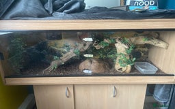 Python Snake reptiles for sale: Female Royal Python  - Image 7