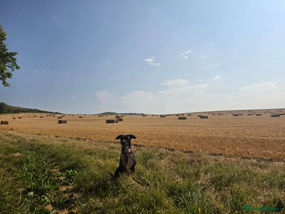 Mixed Breed dogs for sale: Lovely Pups for sale in Marlborough - Advert 1