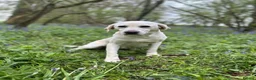 Labrador Retriever dogs for sale: KC LABRADOR RETRIEVER PUPPIES - Advert 2