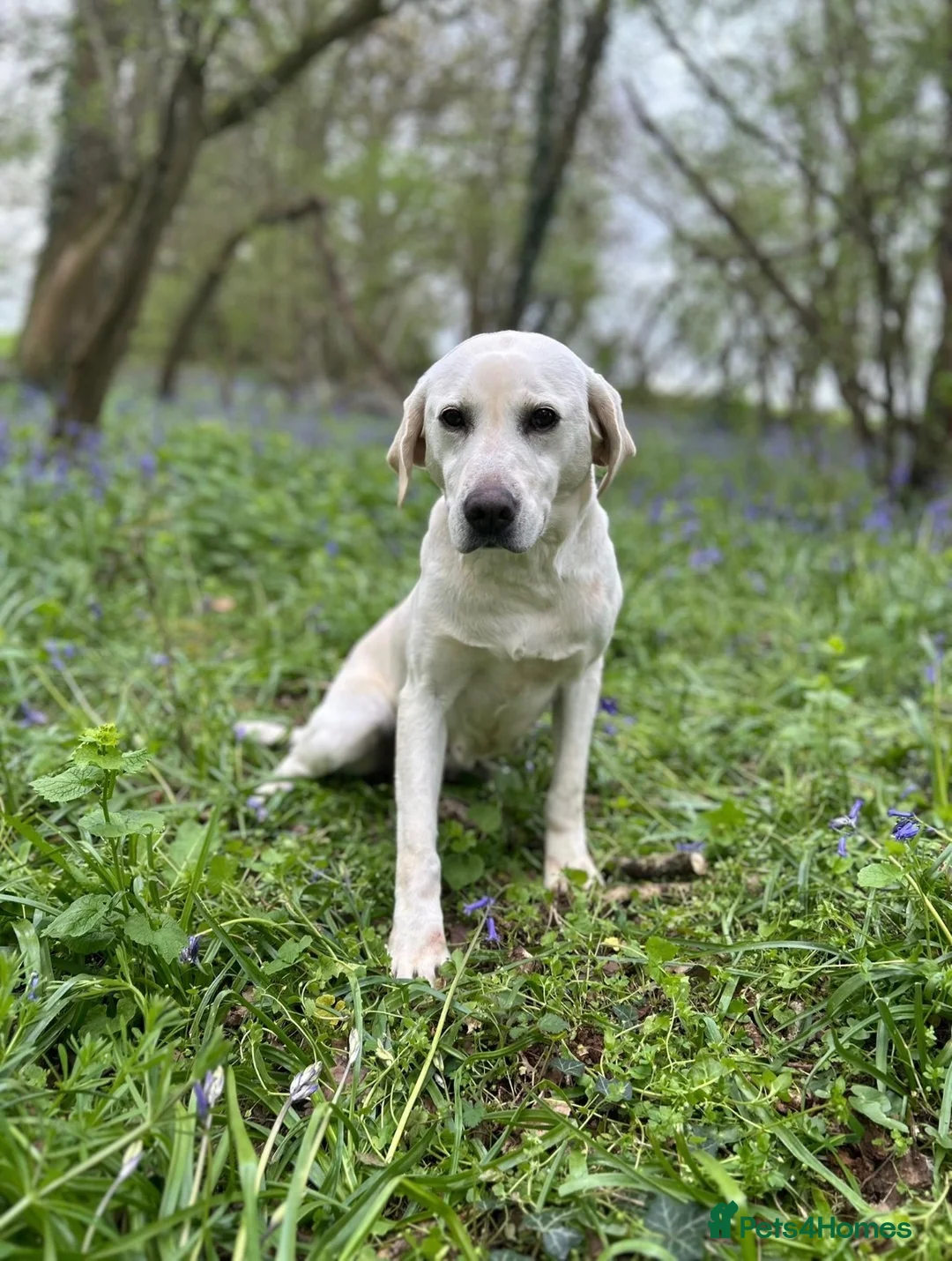 Labrador Retriever dogs for sale: KC LABRADOR RETRIEVER PUPPIES - Advert 2