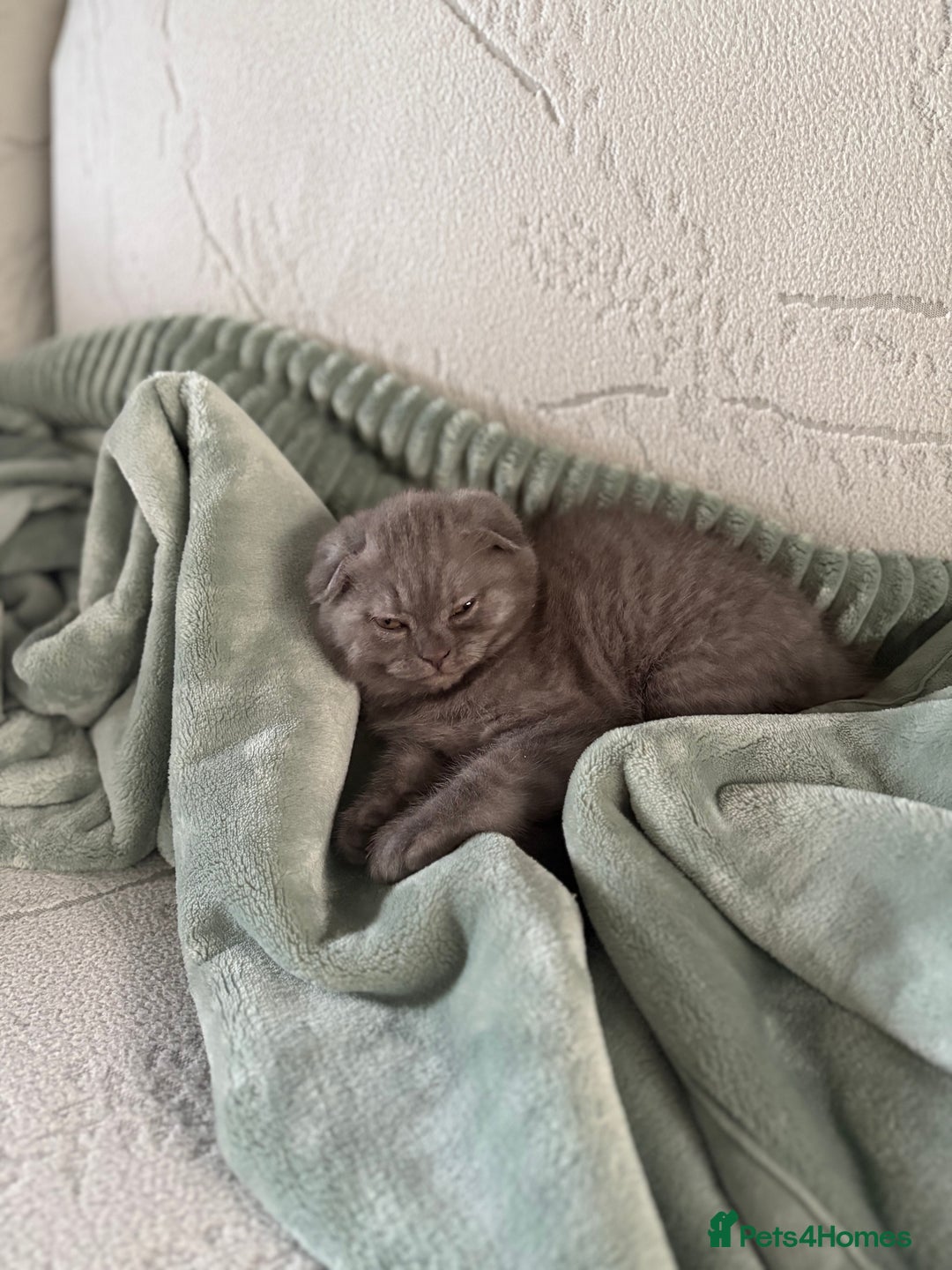 Scottish Fold cats for sale: Scottish Fold kitten - Advert 17