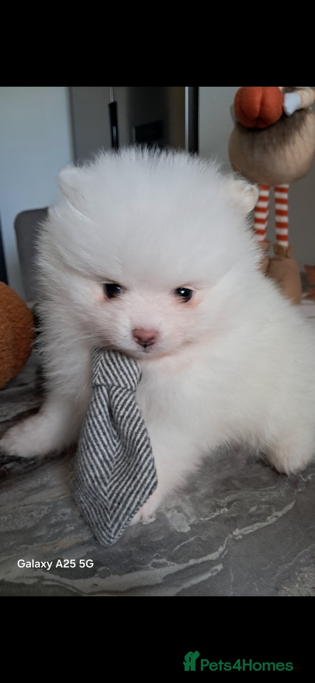 Pomeranian dogs for sale: Handsome Pomeranian - Image 11