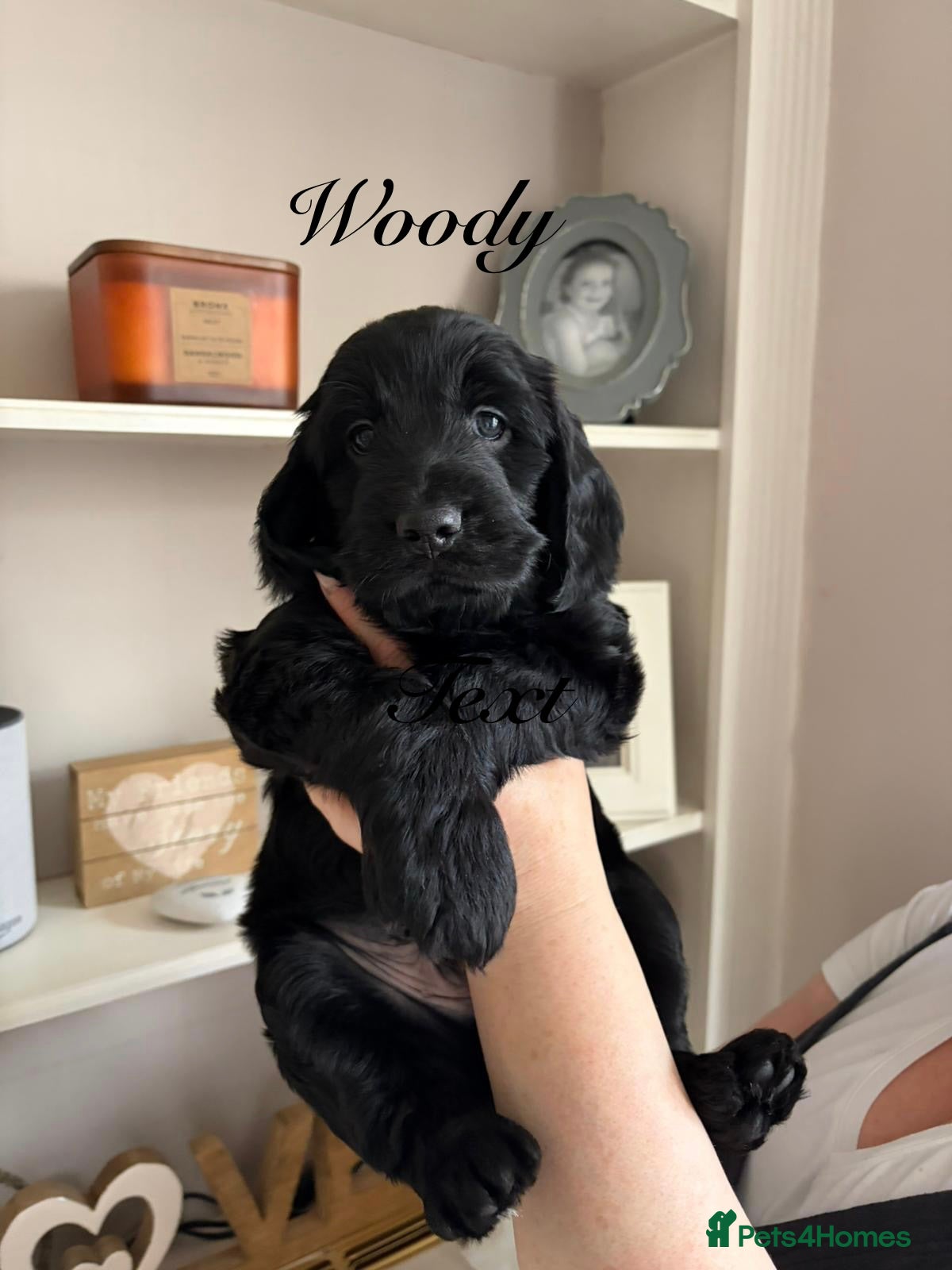 Mixed Breed dogs Beautiful litter of Cockadoodlepoos  - Advert 1