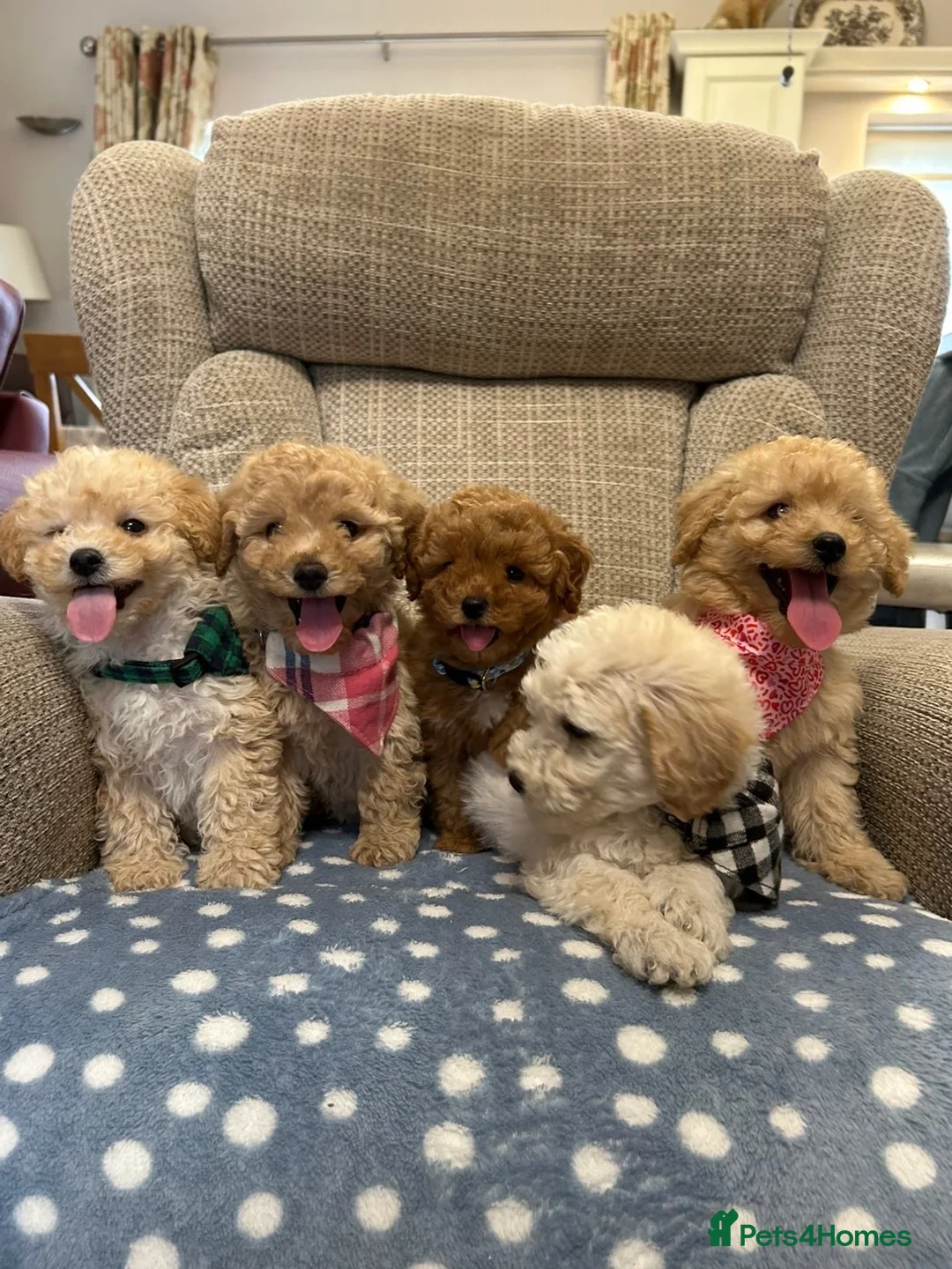 Poochon dogs for sale: Adorable Poochon puppies for sale  - Advert 1