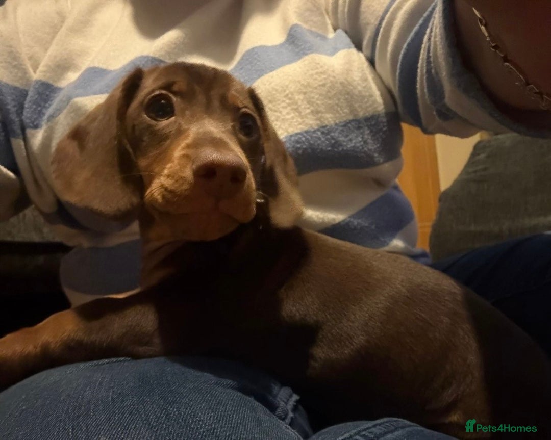 Miniature Dachshund dogs for sale: Miniature dachshund gorgeous boy  - Advert 5