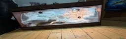 Bearded Dragon reptiles for sale: 2yo Bearded Dragon + Custom Vivarium & Full Setup - Advert 7