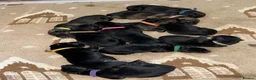 German Shepherd dogs for sale: Dm clear German shepherd pups born on the 19th sep - Advert 3