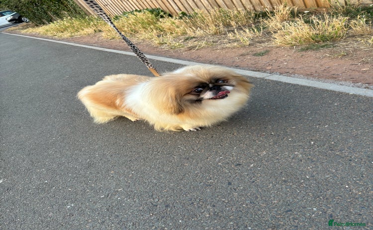 Pekingese dogs - Advert 1