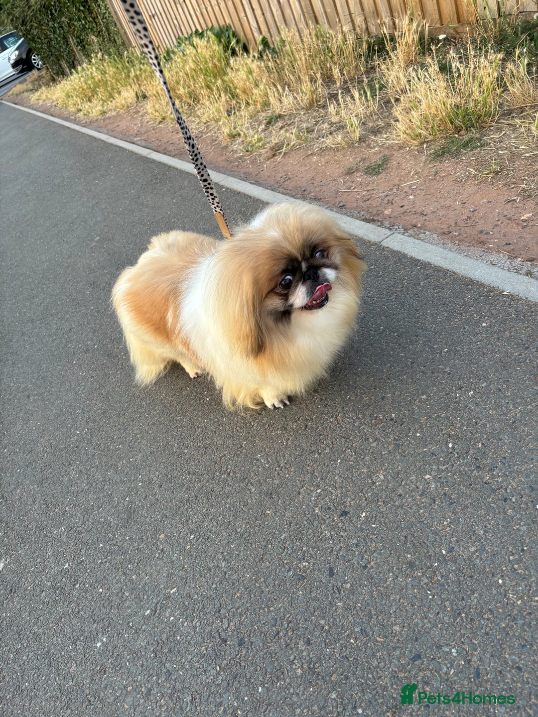 Pekingese dogs for sale: Parti colour Pekingese girl  - Image 1