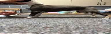 Whippet Puppy 5