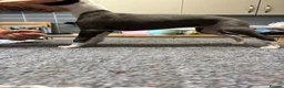 Whippet dogs for sale: Amazing whippet puppies  - Advert 3