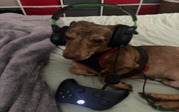 Dachshund dogs for sale: 3 male 2 female dashound puppies ready to go. - Image 26
