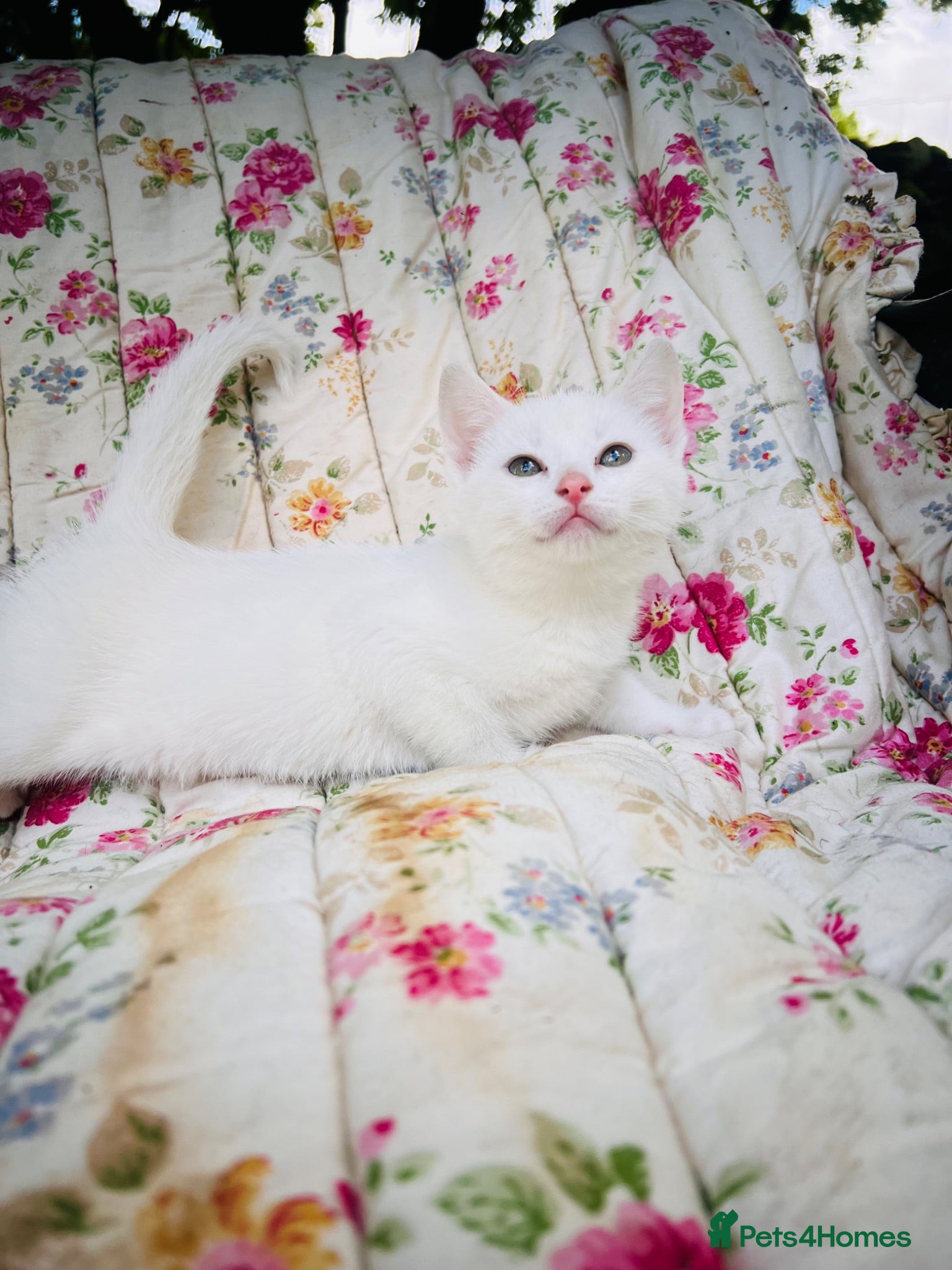 Mixed Breed cats for sale: *READY NOW* 5 Beautiful, Confident Kittens - Advert 1