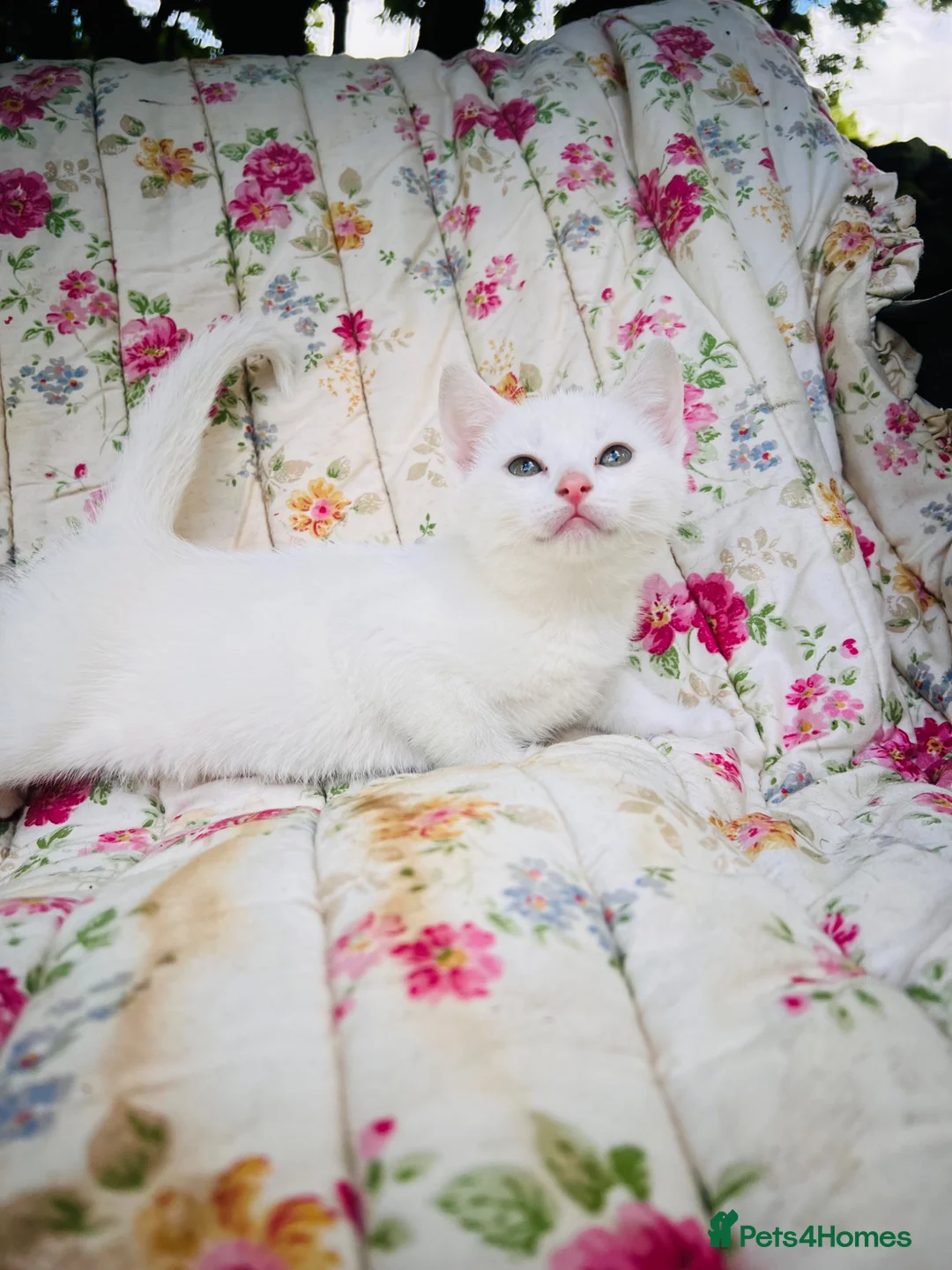 Mixed Breed cats for sale: *READY NOW* 5 Beautiful, Confident Kittens - Advert 1