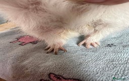 Guinea Pig rodents for sale: Lots of Guinea Pigs Always available!  - Image 28