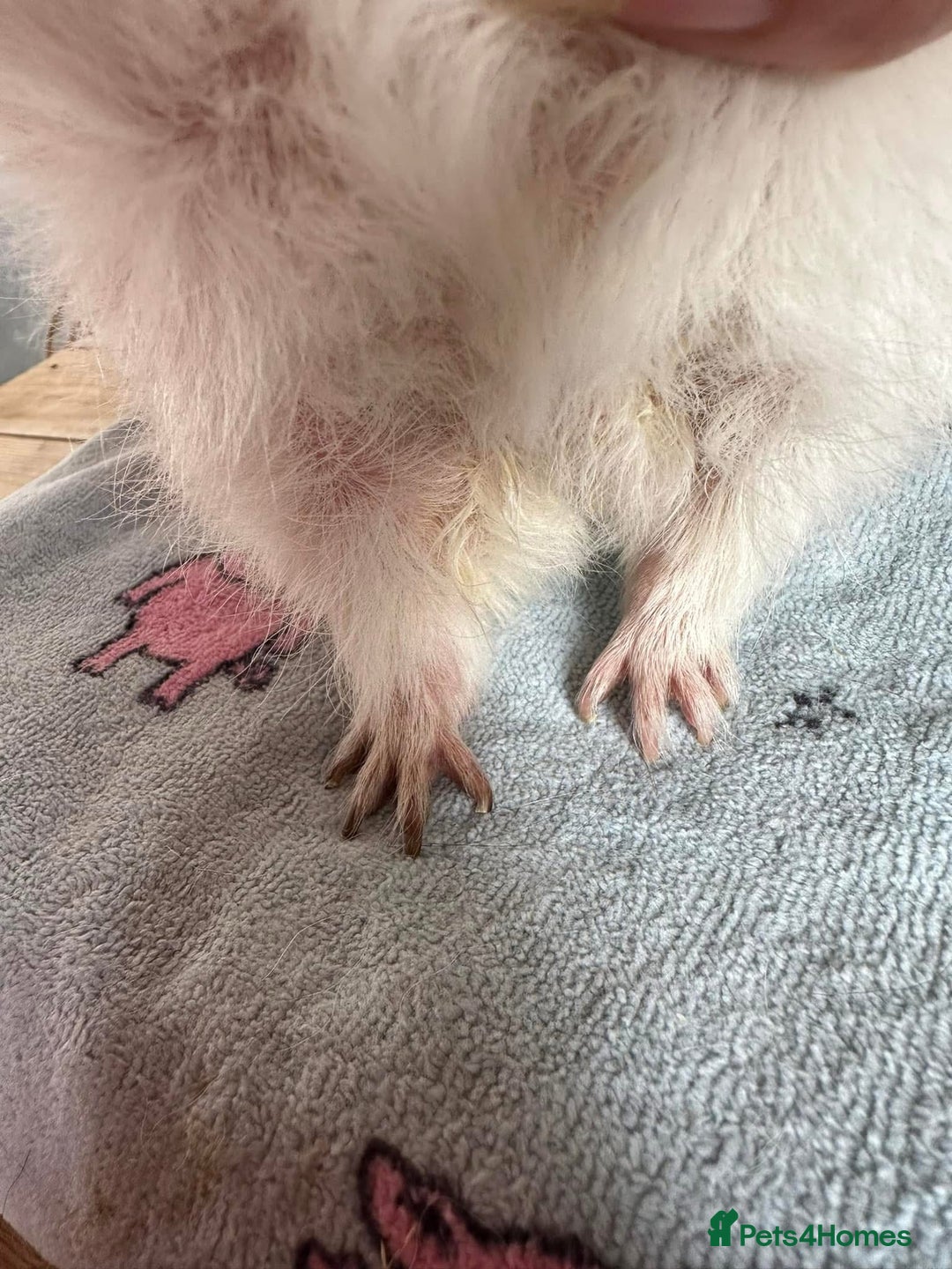 Guinea Pig rodents for sale: Lots of Guinea Pigs Always available!  - Image 28
