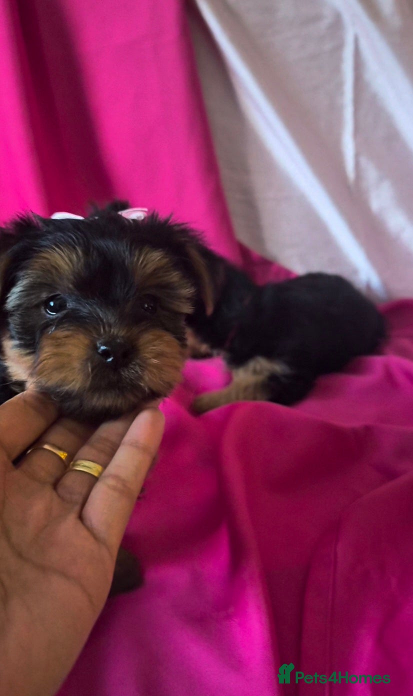 Yorkshire Terrier dogs Last girl yorkshire terrier - Advert 18