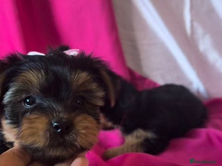 Yorkshire Terrier dogs Last girl yorkshire terrier - Advert 6