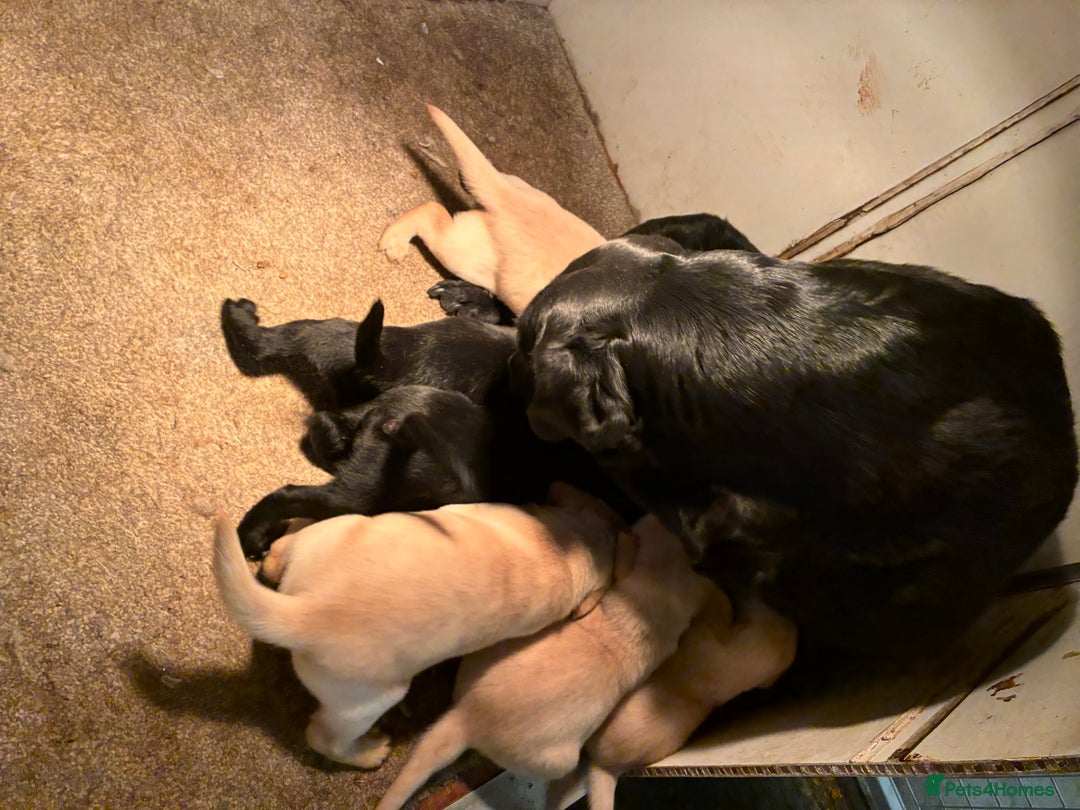 Labrador Retriever dogs for sale: Labrador Puppies For Sale  - Image 7
