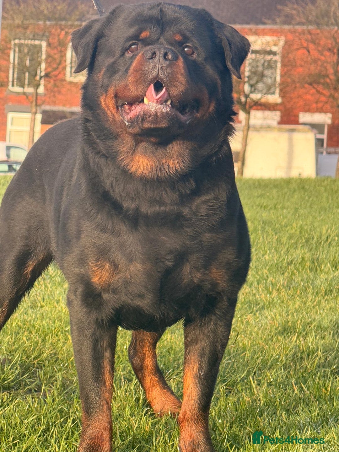 Rottweiler dogs for stud: Top quality health tested kc male German X serbian - Advert 2