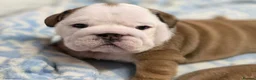English Bulldog dogs for sale: Seehurst bulldogs  in Tamworth - Advert 4