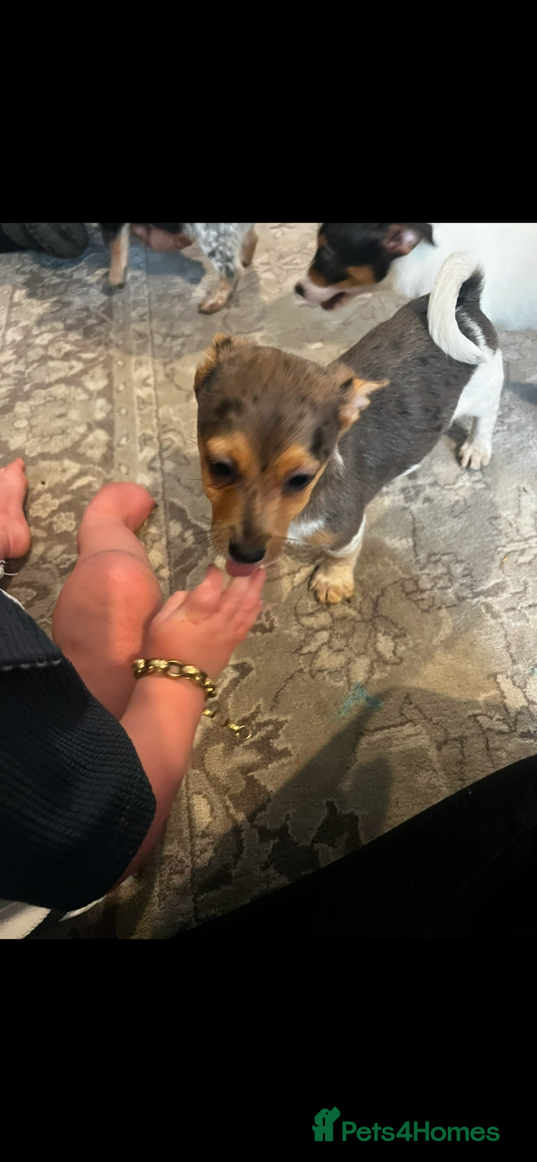 Jack Russell dogs for sale: Rare jack russell - Image 5