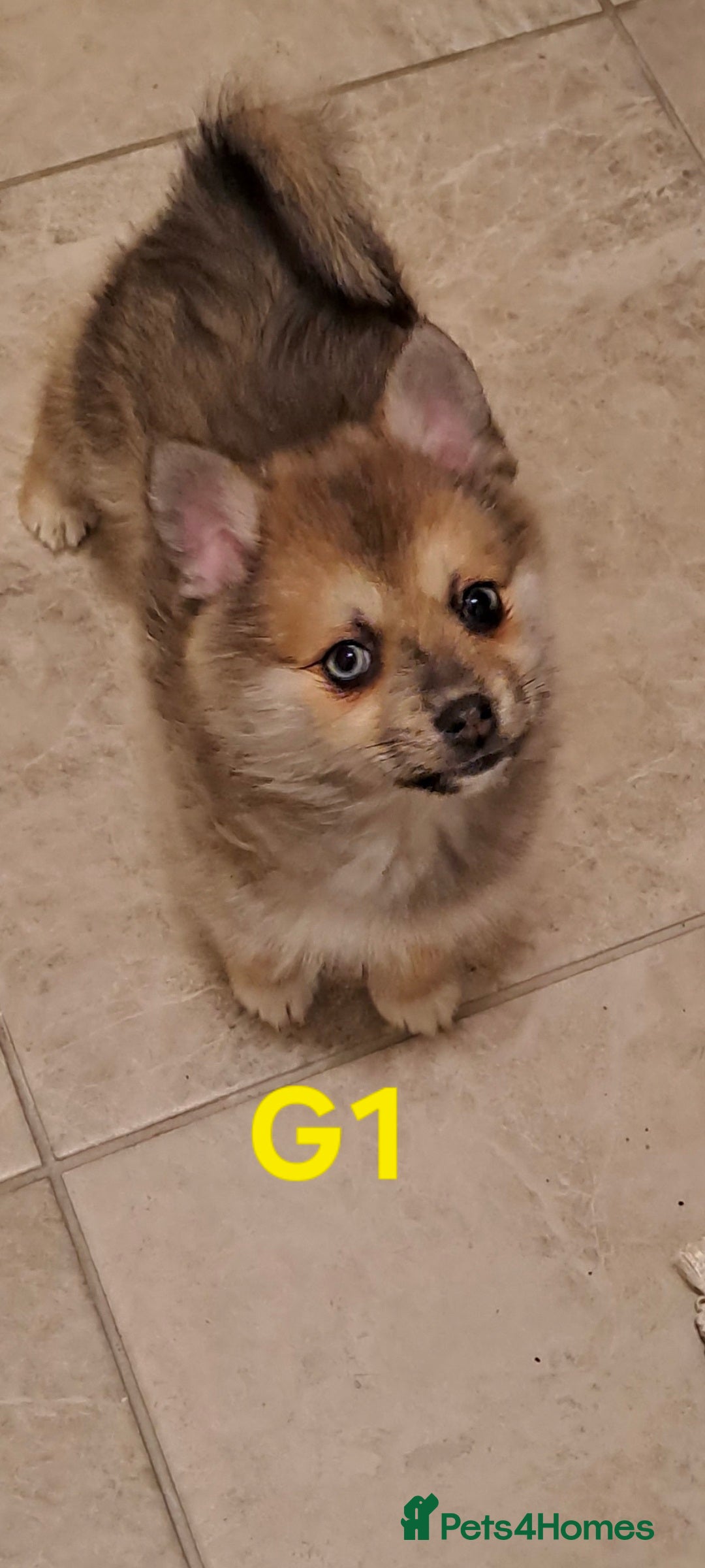 Pomsky dogs Just 2 left! - Blue Eyed F4 Toy Pomskies Ready Now - Advert 1