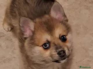 Pomsky dogs Just 2 left! - Blue Eyed F4 Toy Pomskies Ready Now - Advert 13