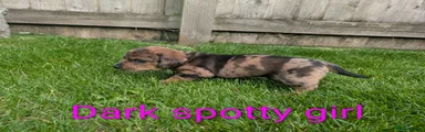 Dachshund 5