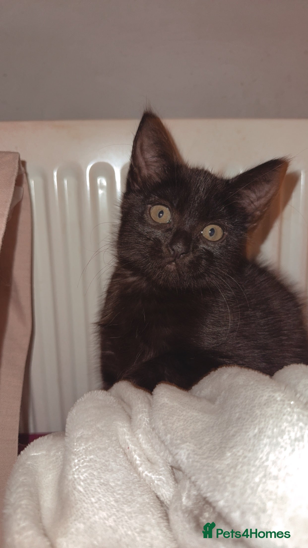 Mixed Breed cats Beautiful cat for sale  - Advert 1