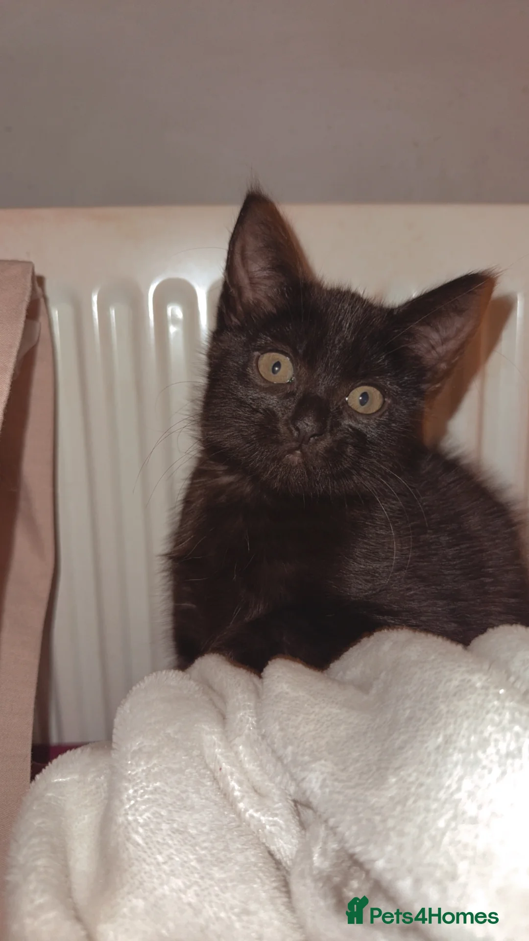 Mixed Breed cats for sale: Beautiful cat for sale  - Advert 1