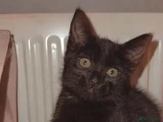 Mixed Breed cats Beautiful cat for sale - Advert 3