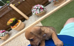 Jack Russell dogs for sale: Jack Russell puppies - Image 6