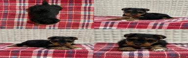 Welsh Terrier Puppy 2