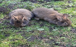 Angora rabbits for sale: Dutch and angora babies  - Image 1