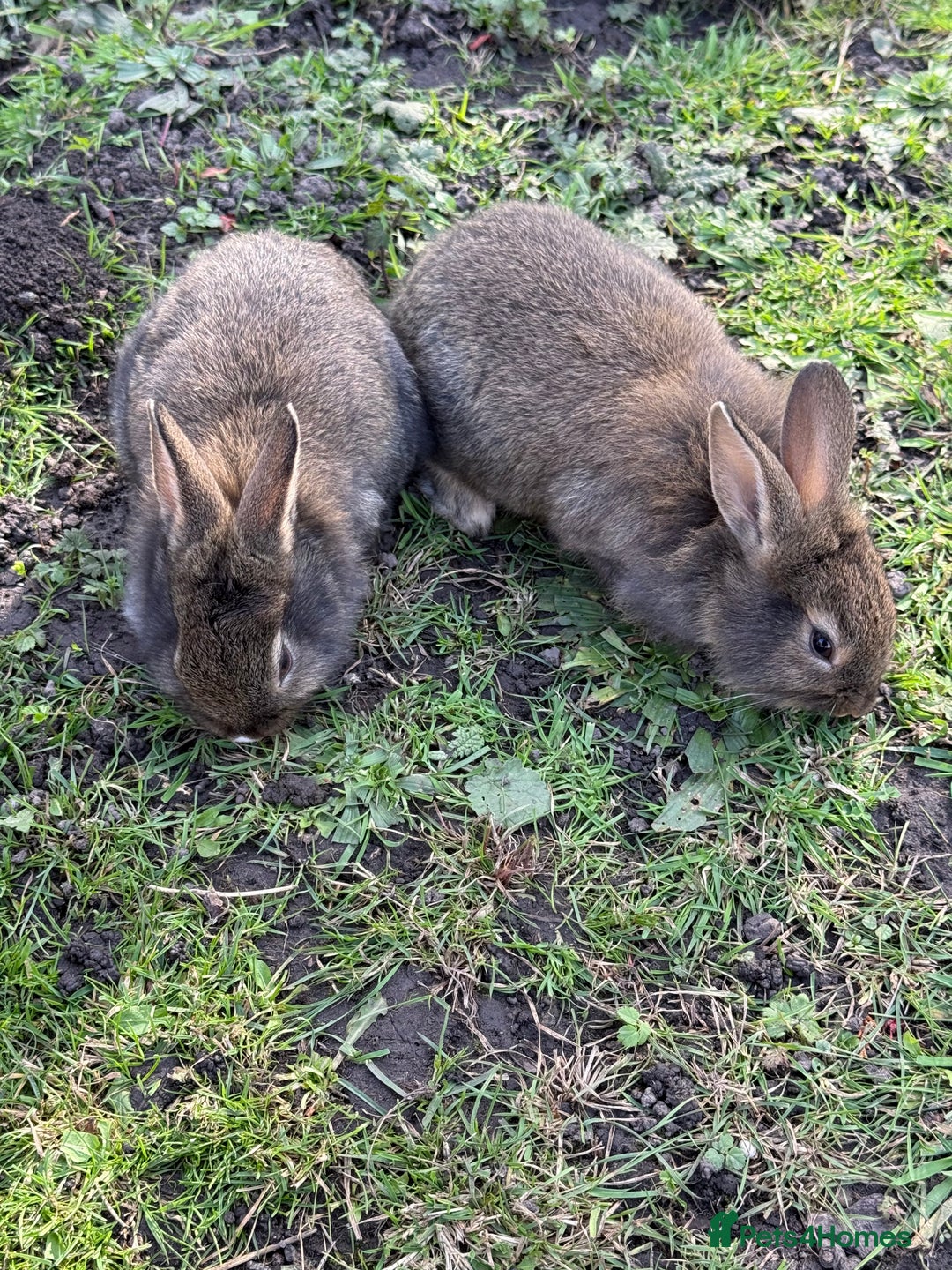 Angora rabbits for sale: Dutch and angora babies  - Image 1
