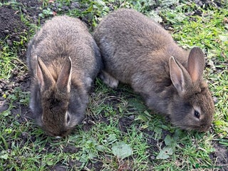 Angora rabbits - Advert 2