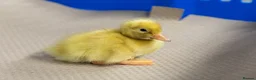 Ducks poultry for sale: Peking ducklings lincolnshire  in Lincoln - Advert 4