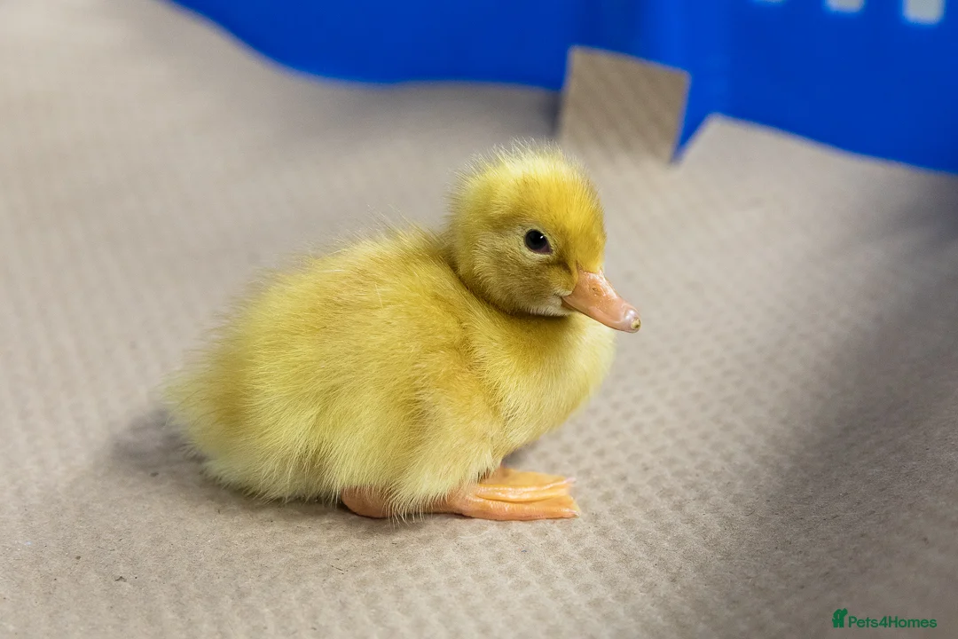 Ducks poultry for sale: Peking ducklings lincolnshire  in Lincoln - Advert 4