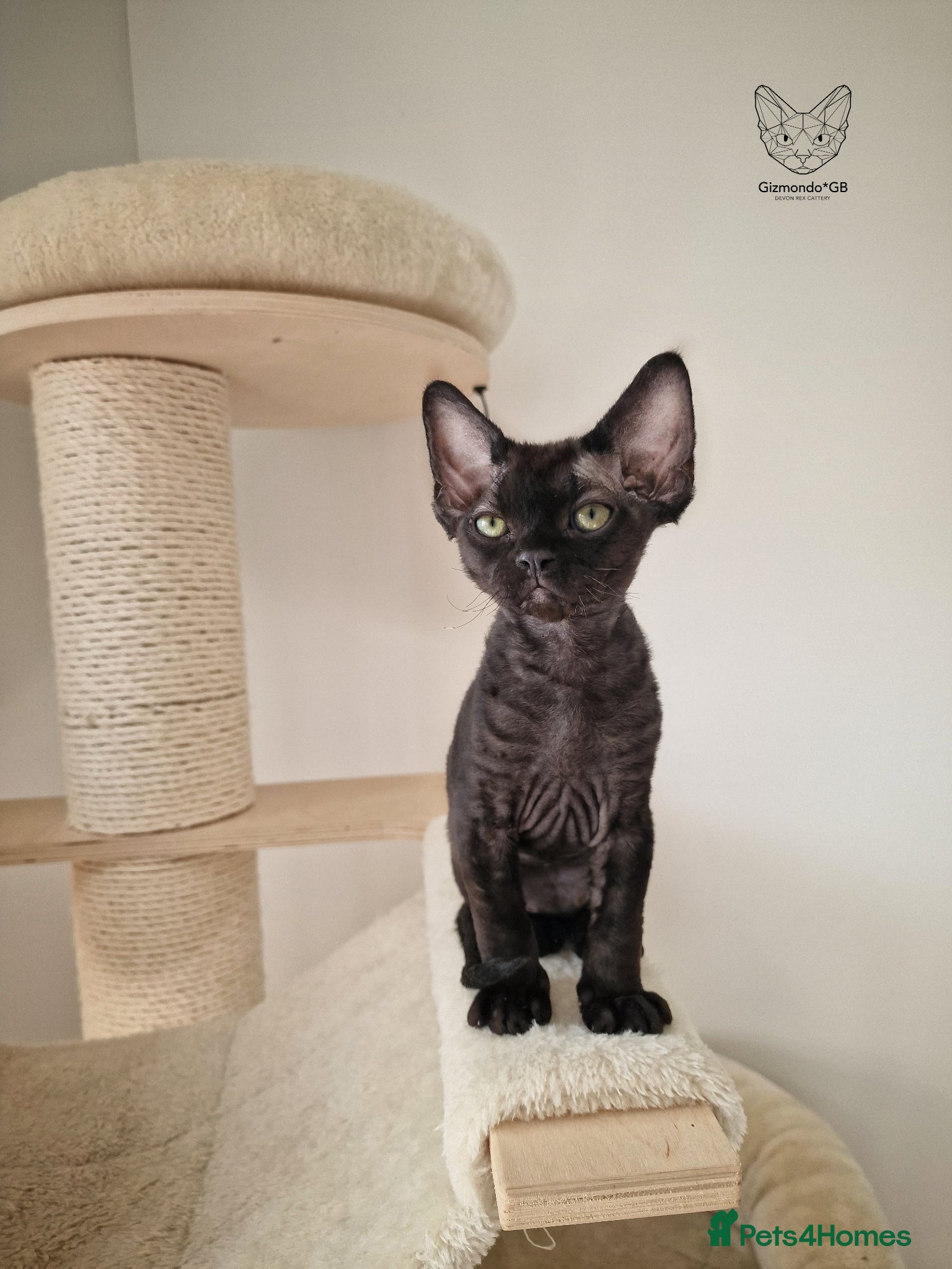 Devon Rex cats 🐾 Black Boy 🐈‍⬛ Devon Rex 🐾 - Advert 2
