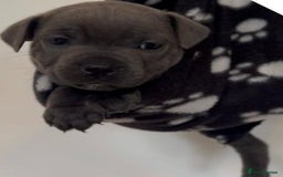 Staffordshire Bull Terrier dogs for sale: 💙Stunning Blue Staffordshire Bull Terrier Pups 💙 - Image 8