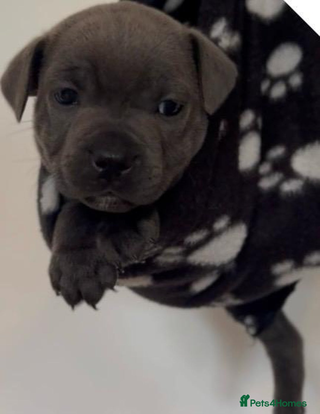 Staffordshire Bull Terrier dogs for sale: 💙Stunning Blue Staffordshire Bull Terrier Pups 💙 - Image 8