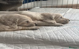 Golden Retriever dogs for sale: Golden Retriever Puppies 5 Generation Pedigree - Image 21